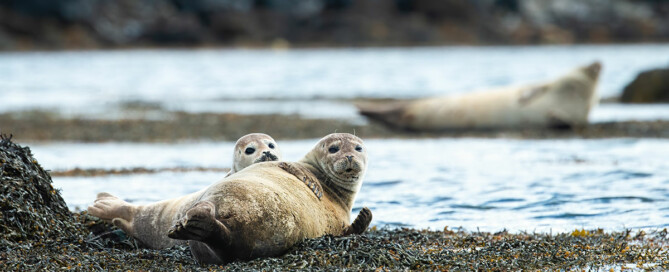 Robben Patenschaften